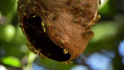 Yellow Jackets Nest