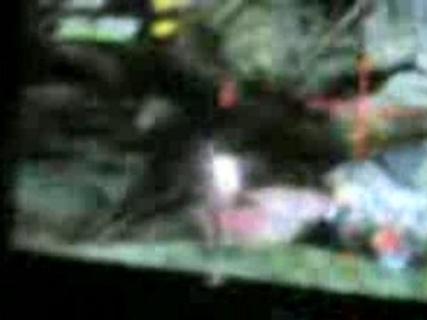 Mouster Hunter Freedom Rathalos Rathian