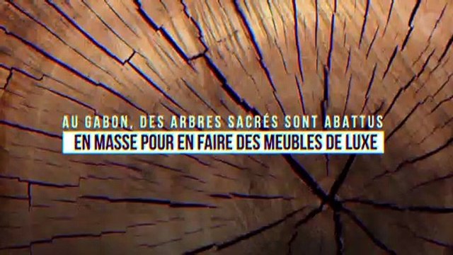 Au Gabon, des arbres sacrés sont abattus en masse pour en faire des meubles de luxe