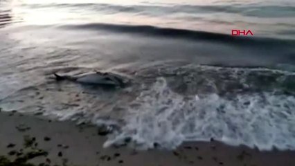 Bartın-ölü yunus sahile vurdu