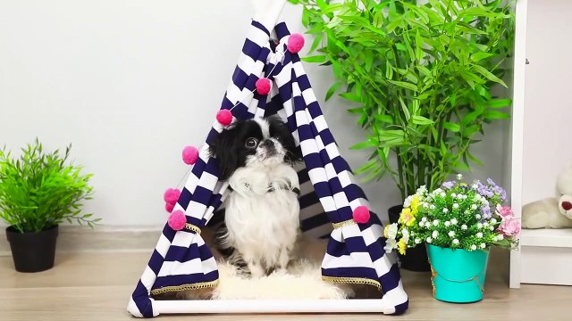 13 Trucs Pour Vos Animaux De Compagnie Supers Astuces Pour Les Chats Et Les Chiens