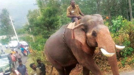 Forest Department Has Taken Elephant Under Custody | Oneindia Malayalam