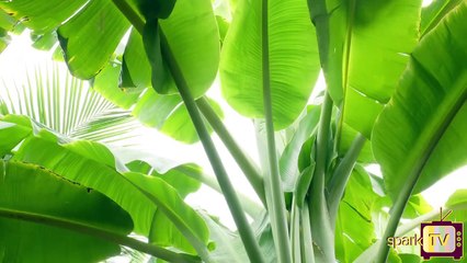 ಹರ್ಪಿಸ್ ಈಗ ಮನೆಮದ್ದಿನಿಂದ ದೂರ..!