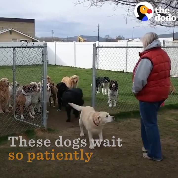 Good Dogs Wait For Their Names To Be Called | The Dodo