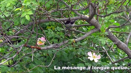 Secrets de nature : Le bocage de montagne, paysage humanisé