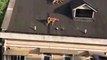 Il laisse ses chiens se promener sur le toit de l'immeuble