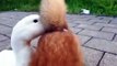 Ce canard frotte son bec dans la queue d'un chien !