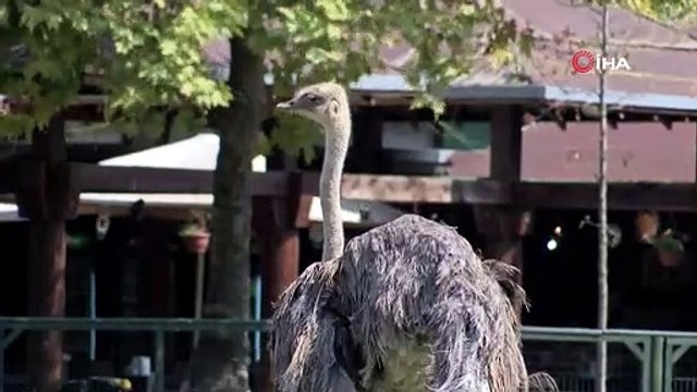Bursa Hayvanat Bahçesi'nde devekuşu yavruları doğdu