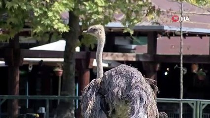 Bursa Hayvanat Bahçesi'nde devekuşu yavruları doğdu