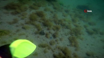 Marmara Denizi’nin derinliklerinde yaşayan Vatozlar böyle görüntülendi