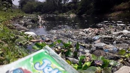Ikan Sungai Mati Karena Limbah