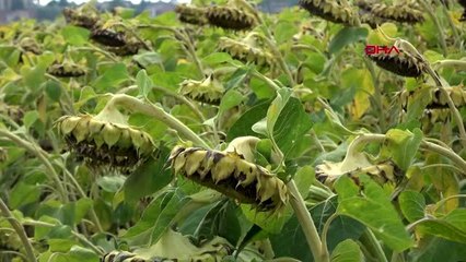 Edirne trakya'da çiftçisinin yüzünü yüksek verim güldürdü
