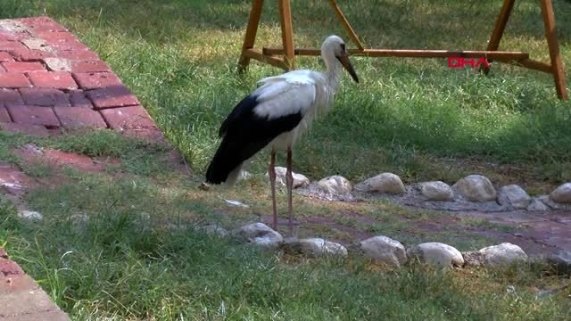 Antalya 'kınalı' leylek, 5 ay sonra özgürlüğe kanat çırptı