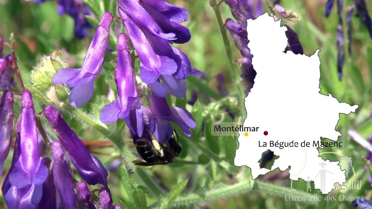 L'Hirondelle aux champs - Présentation de l'association