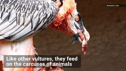 This Vulture Feeds Almost Exclusively on Bones