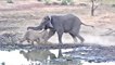 Un éléphant attaque un rhinocéros et son bébé