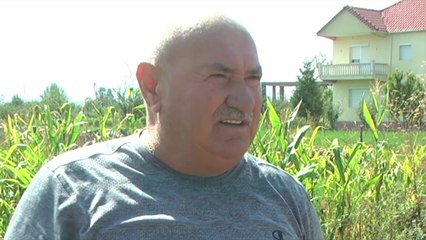 Korçë, dëmtohen 400 hektarë me patate - News, Lajme - Vizion Plus