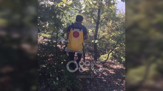 RTV Ora - Zjarre në vjeshtë, digjen pyje në Dibër e Bulqizë, ullinj në Fier