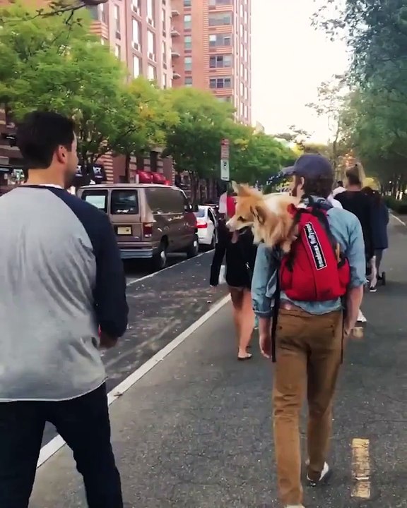 Corgi heads football back to the man