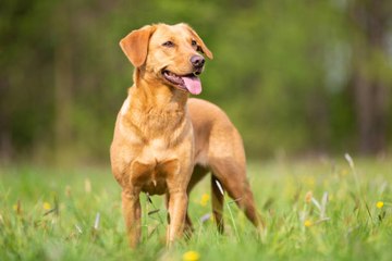Différentes races de chiens ont des cerveaux différents