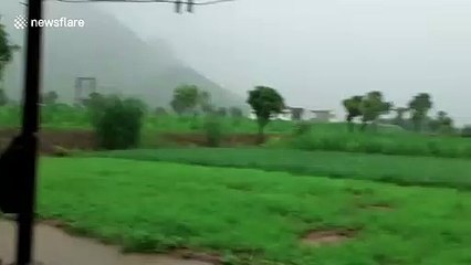 Download Video: Dramatic moment lightning strikes tree and terrifies dog in central India