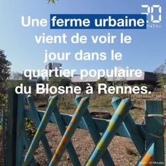 Une ferme urbaine au milieu des tours