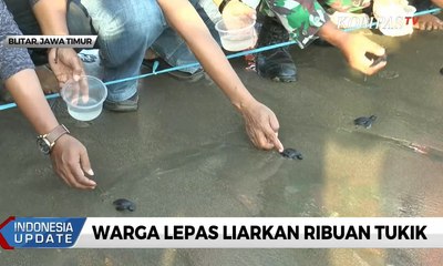 Warga Blitar Lepas Liarkan Ribuan Tukik
