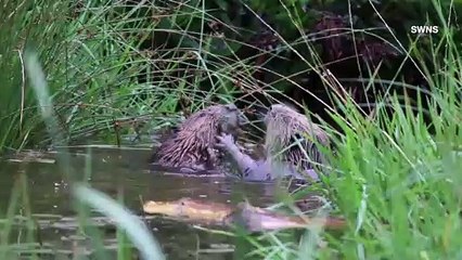 Beaver Battle! Footage Shows Rare Behavior of Two Beavers Engaging in Fisticuffs!
