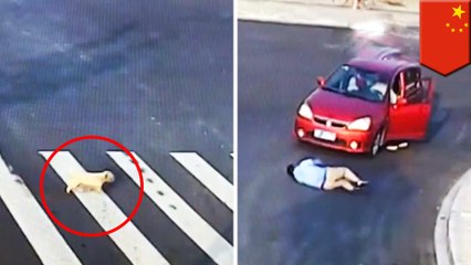 Download Video: Anjing ini lebih pintar dari pria saat menyebrang jalan - TomoNews