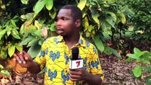 Agriculture - 7info à la découverte du président de l'association des producteurs de café et de cacao de la région de l'ouest montagneux, Doua Blonde Obed