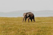 60% weniger Wildtiere: WWF schlägt Alarm