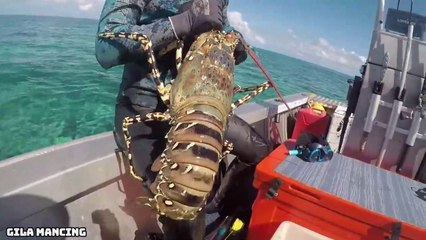 Menangkap Lobster Raksasa Di Terumbu Karang!