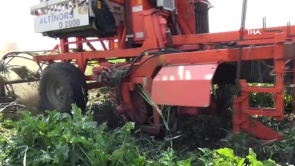 Şeker pancarında yüksek rekolte yüzleri güldürdü