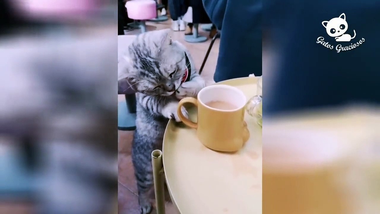 Gatos Graciosos - Los Mejores Videos de Gatos Chistosos - 7 ( 720 X 1280 )