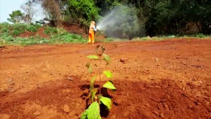 Bairro Morumbi: 150 mudas de árvores são plantadas