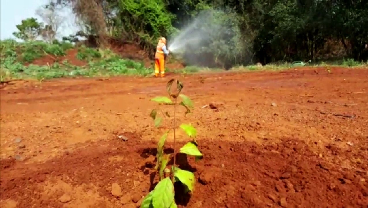 Bairro Morumbi: 150 mudas de árvores são plantadas