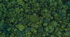 Au Danemark, un premier téléthon du climat a été organisé afin de planter près d'un million d'arbres