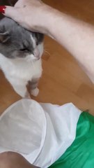 Juliette, le malheureux chat courcellois, va mieux