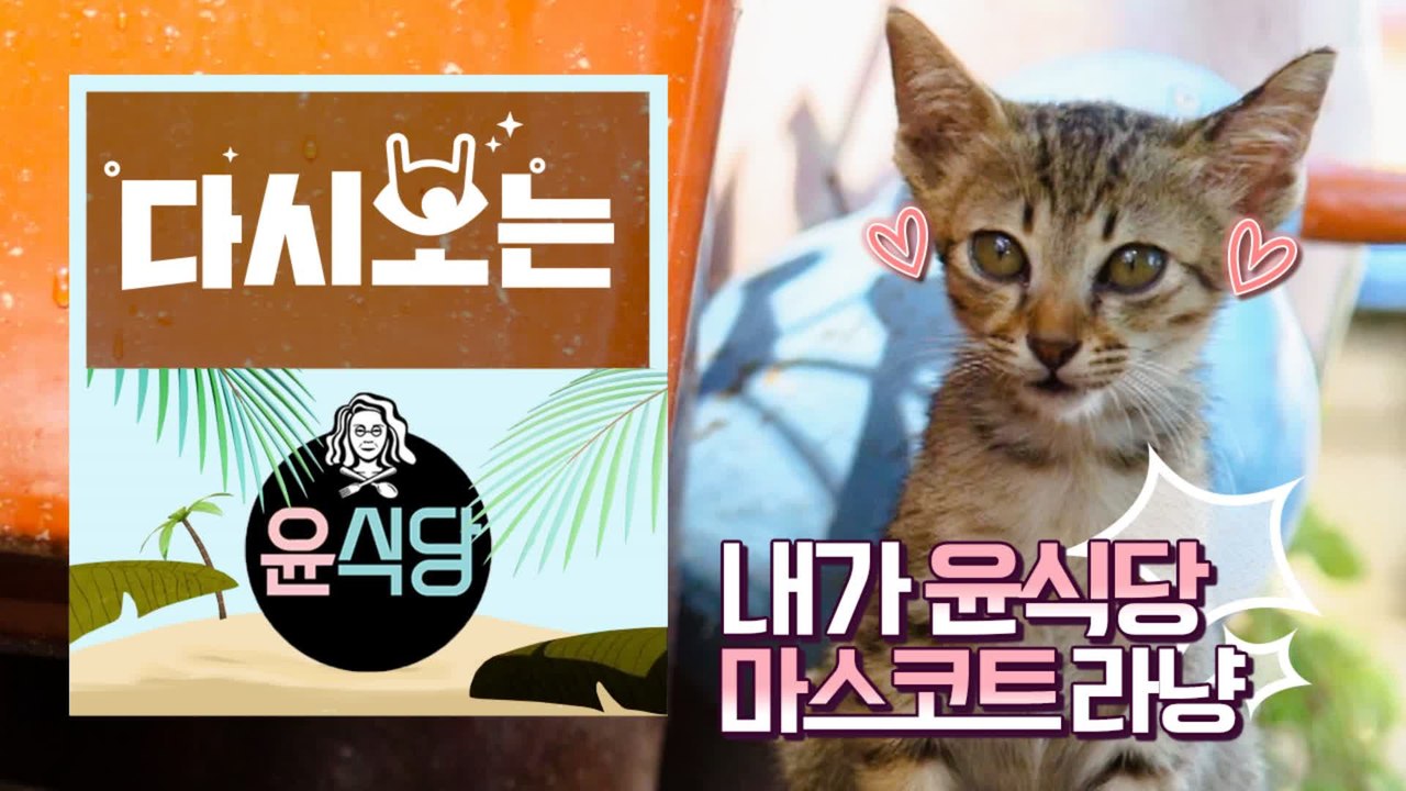 [#윤식당1] 쪼끄맣냥 위 아더 냥월드 전 지구인 집사 만드는 ☆뽀시래기★ 윤식당 마스코트 등극 | #다시보는윤식당 | #Diggle