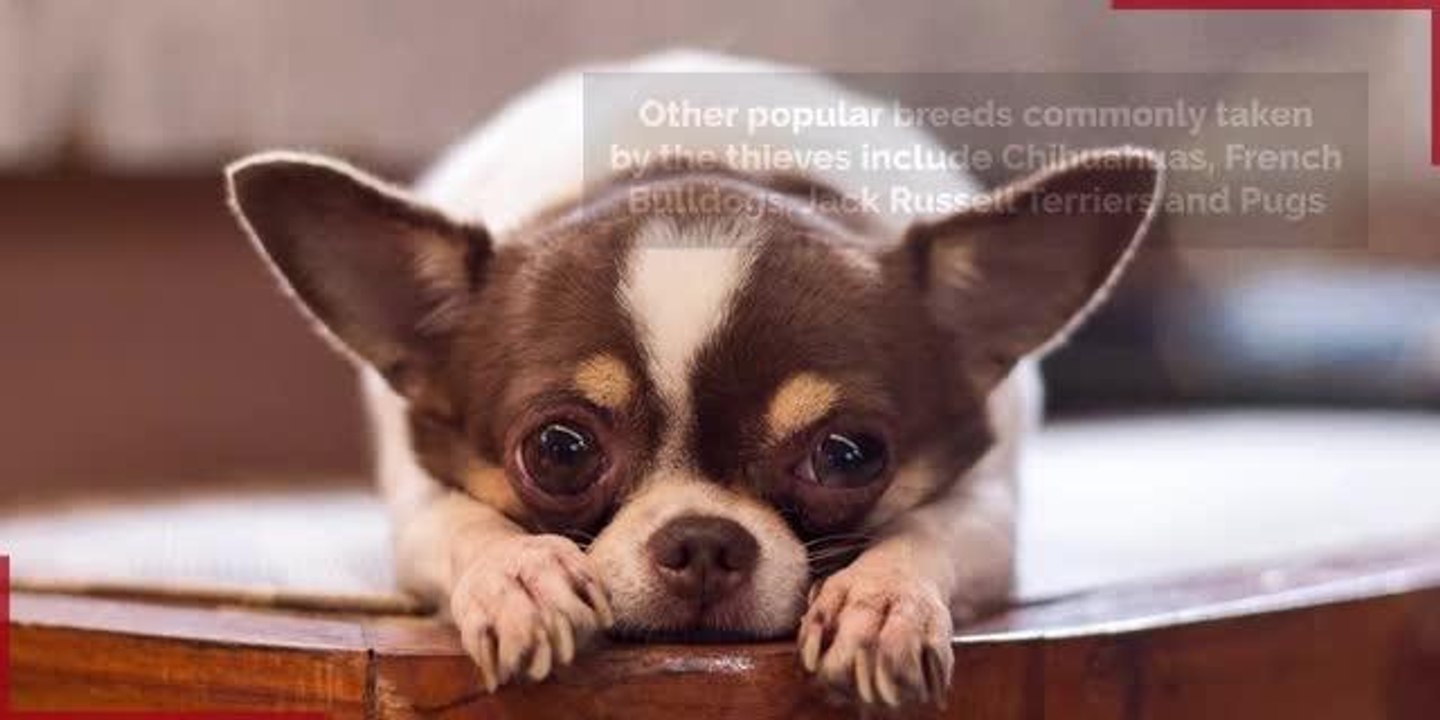 Dog thefts