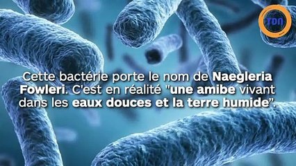Une petite fille de 10 ans, infectée par une bactérie "mangeuse de cerveau" !