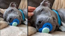 Viral: Así es el perro-bebé, el último vídeo que arrasa en internet