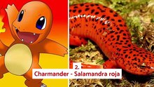 13 Pokémon que existen en la vida real