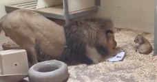 Regardez les très belles images d'un lion qui salue son bébé en s'accroupissant
