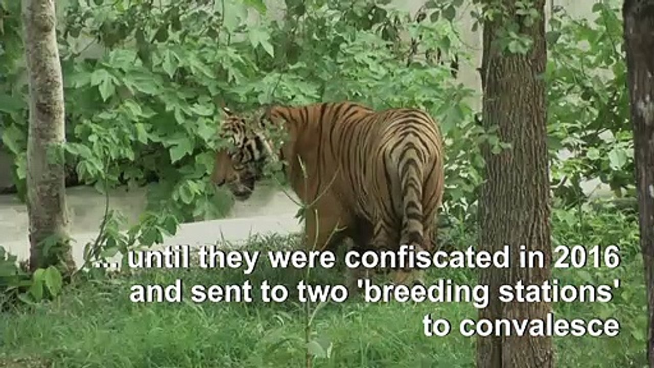 Dozens of tigers dead after confiscation from Thai temple