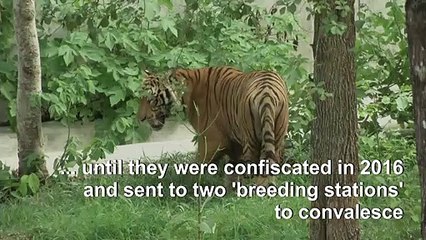 Dozens of tigers dead after confiscation from Thai temple