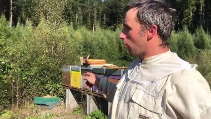 Une récolte surprenante dans les ruches de l'usine De Buyer au Val-d'Ajol