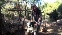 Fethiye’de kurtlar keçi sürüsüne saldırdı: 35 keçi telef oldu