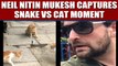 Neil Nitin Mukesh posts video showing four cats fight a snake, video viral | Oneindia News