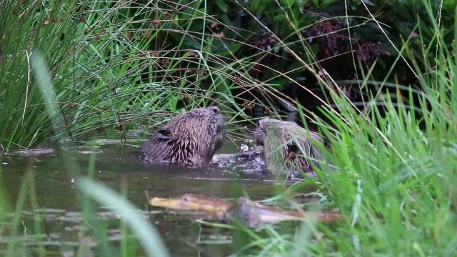 ⁣Beaver fight
